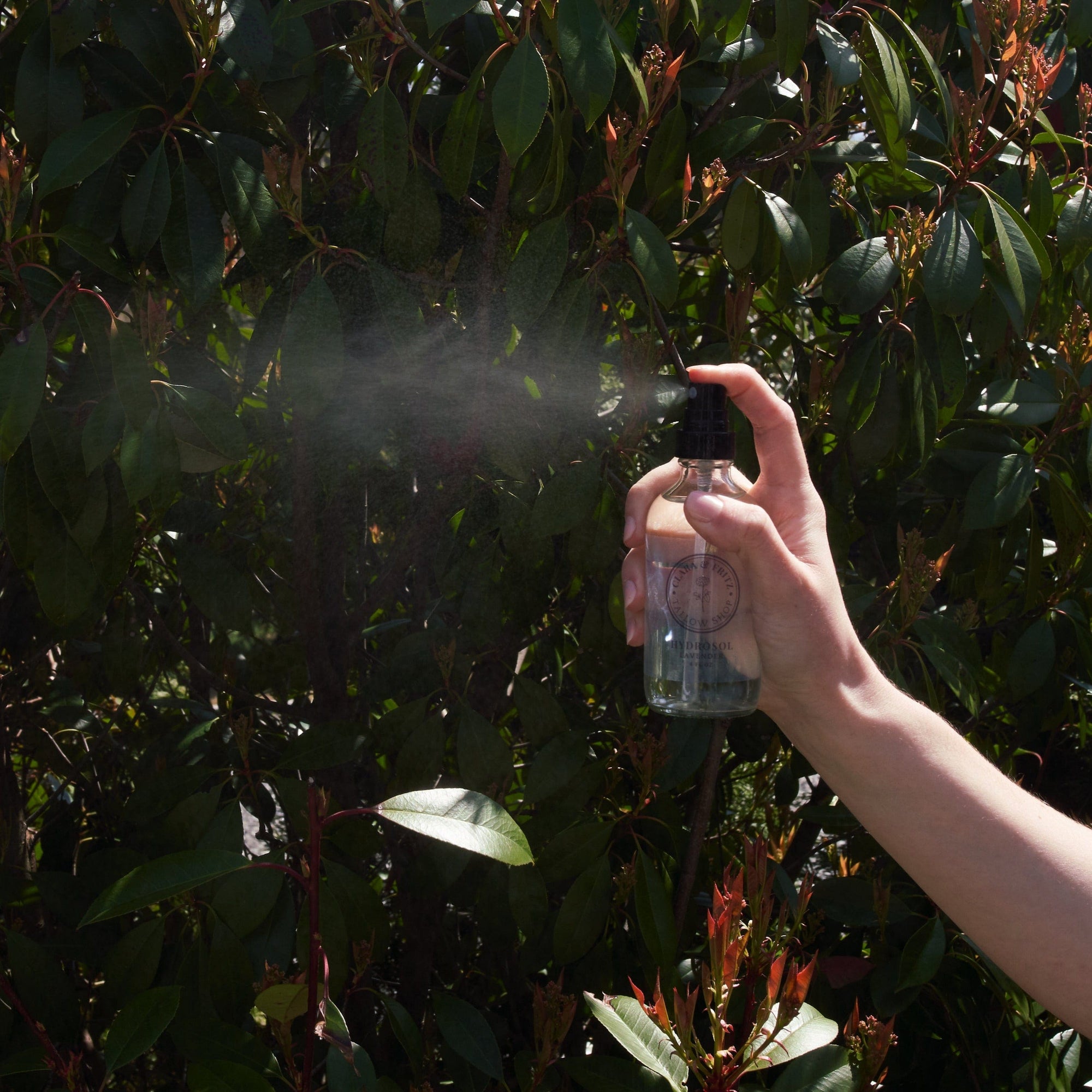 Person spraying Lavender Hydrosol for Facial Use in garden setting